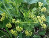 genus Alchemilla. Соцветия. Кольский п-ов, Восточный Мурман, Дальние Зеленцы, берег губы Дальнезеленецкая. 17.07.2011.