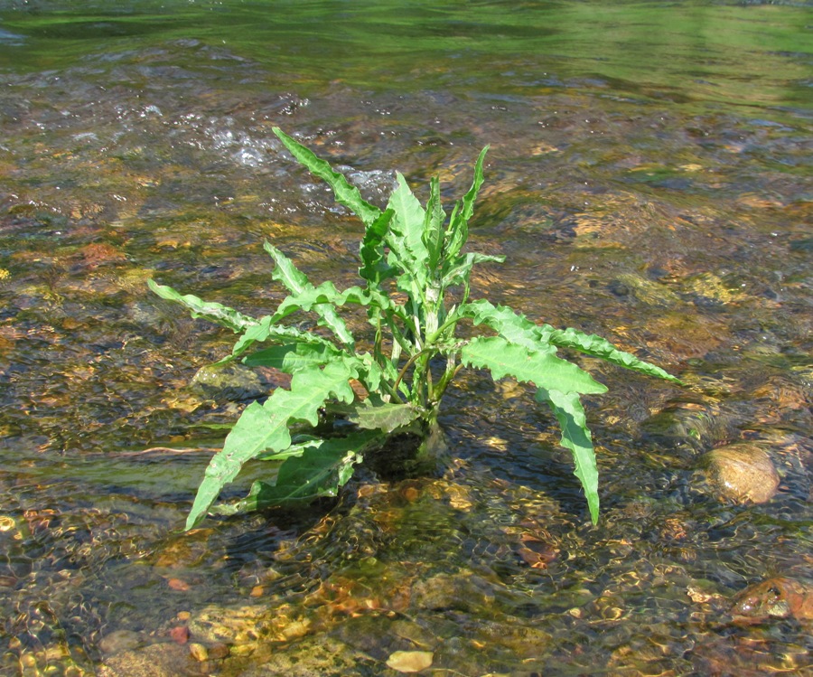 Image of Rumex crispus specimen.