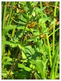 Bidens cernua