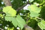 Смотреть изображение Vitis gmelinii