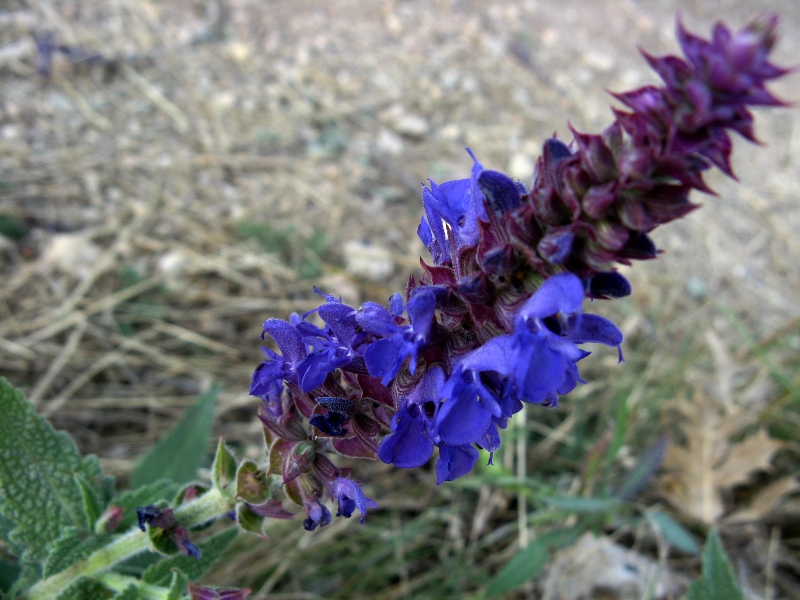 Изображение особи Salvia tesquicola.