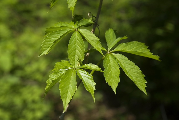 Image of Parthenocissus quinquefolia specimen.