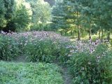 Echinacea purpurea. Цветущие растения в культуре. Украина, Черновицкая обл. Август 2008 г.