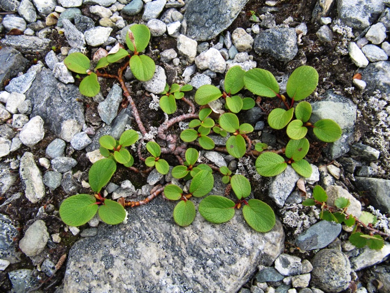 Image of Salix reticulata specimen.