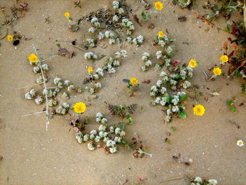 Image of Paronychia argentea specimen.