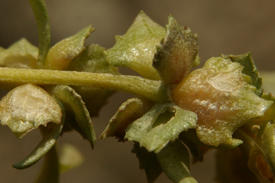 Image of Atriplex tatarica specimen.