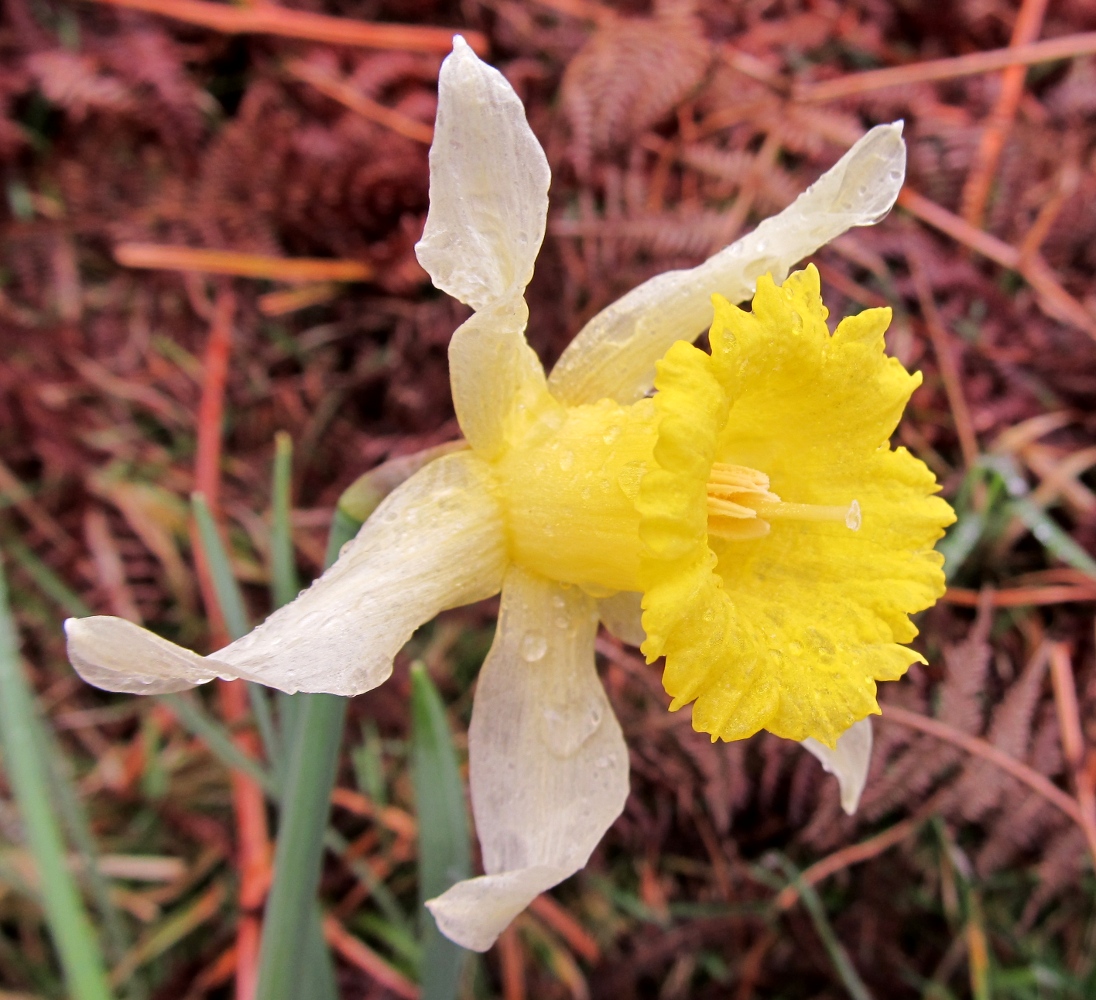 Image of genus Narcissus specimen.