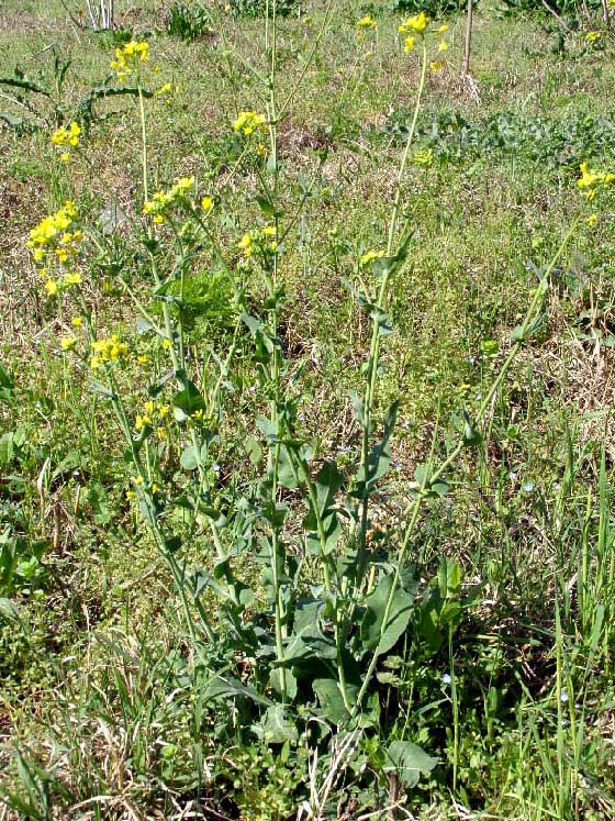 Изображение особи Brassica campestris.