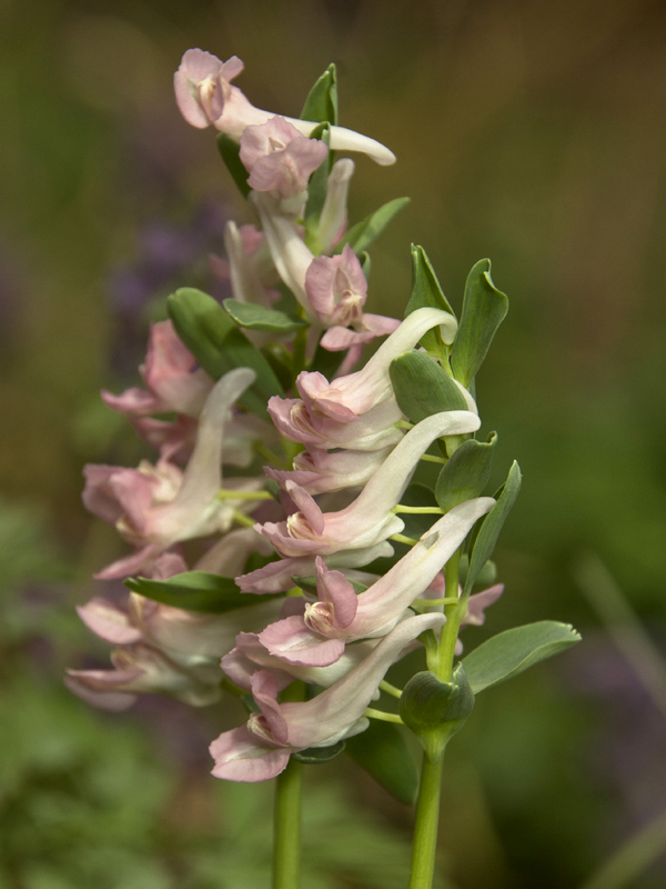 Изображение особи Corydalis solida.