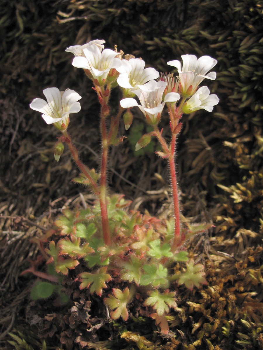 Изображение особи Saxifraga irrigua.