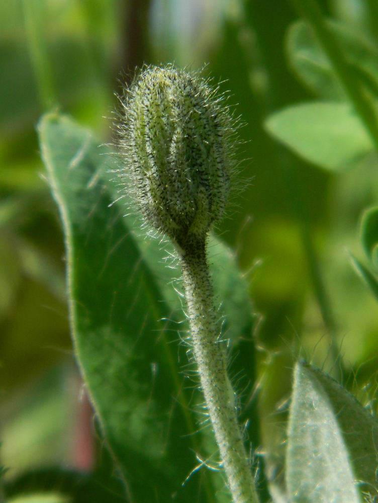 Image of Pilosella officinarum specimen.