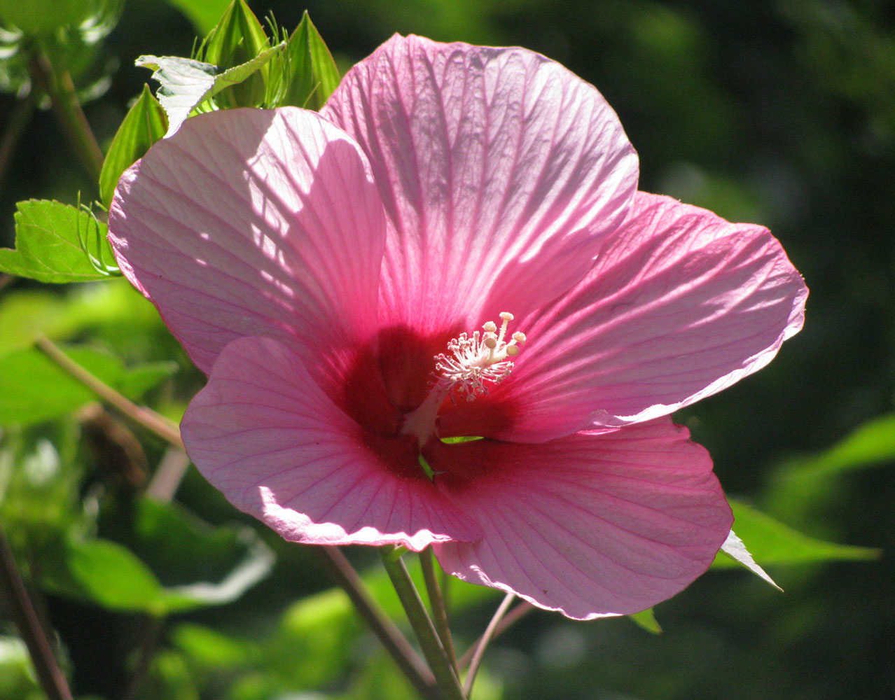 Image of genus Hibiscus specimen.