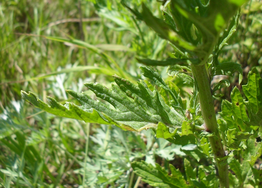 Image of Senecio grandidentatus specimen.