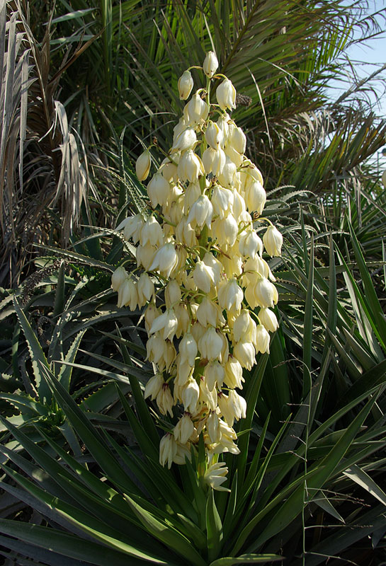 Image of genus Yucca specimen.