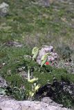 Ferula tenuisecta. Зацветающее растение. Южный Казахстан, хр. Боролдайтау, гора Нурбай; 1200 м н.у.м. 23.04.2012.