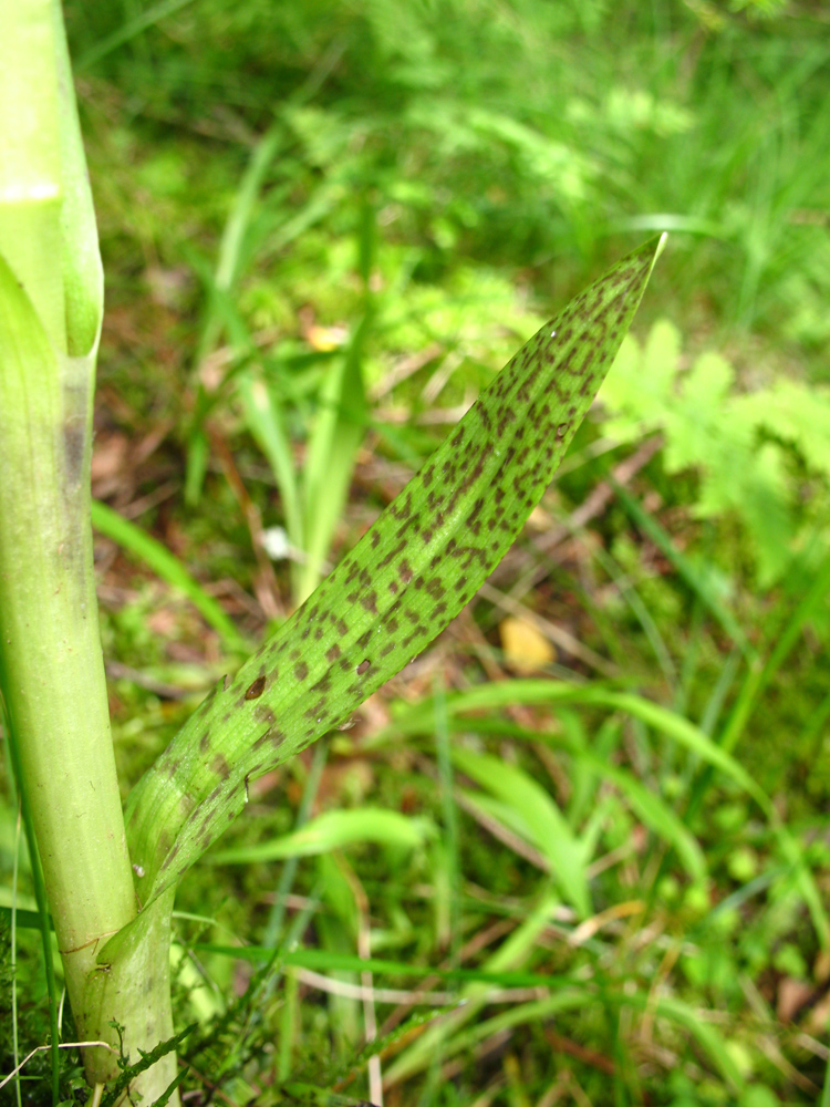 Image of Dactylorhiza baltica specimen.