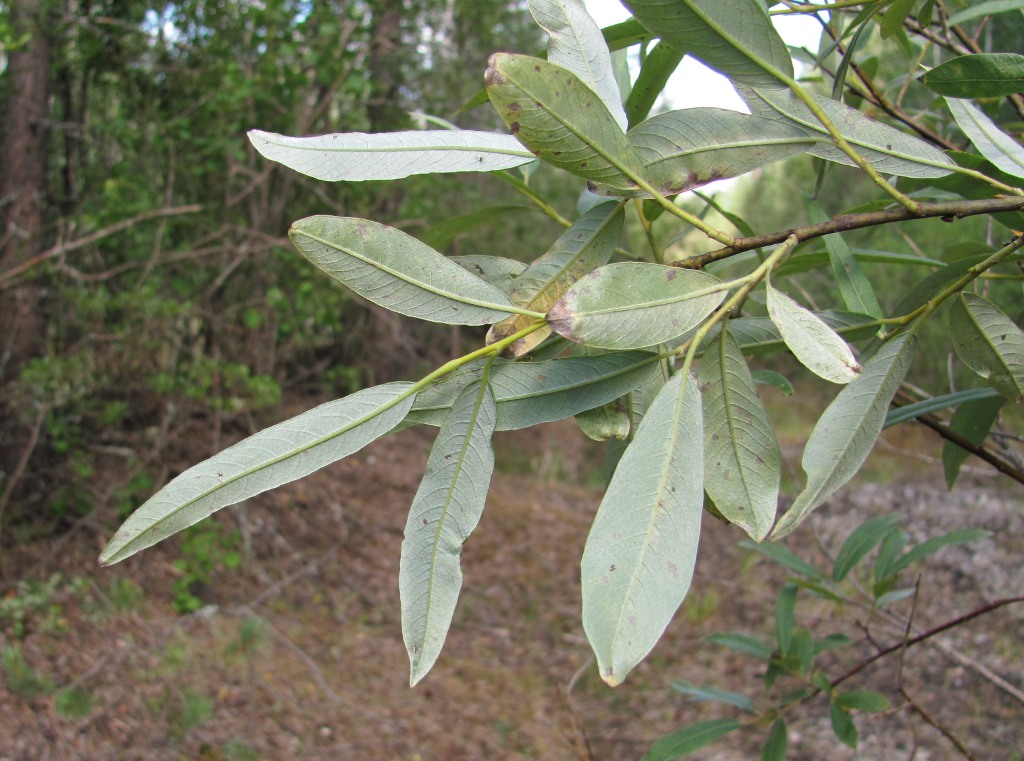 Image of Salix gmelinii specimen.