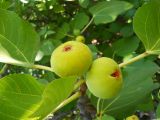 Ficus carica