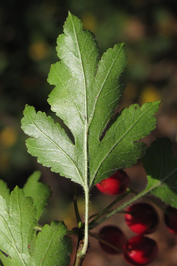 Image of Crataegus microphylla specimen.