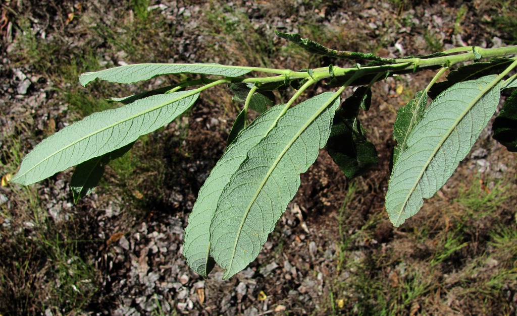 Image of Salix cinerea specimen.