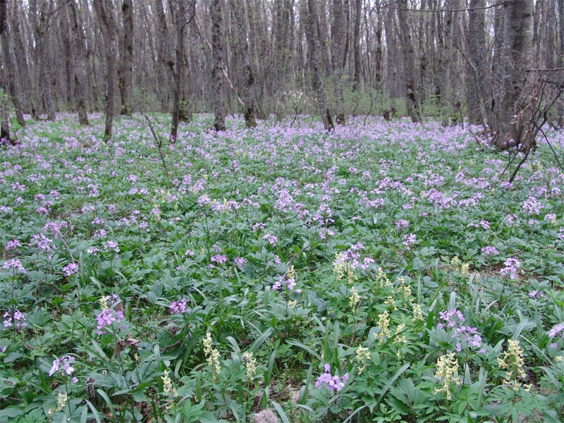 Image of Cardamine quinquefolia specimen.