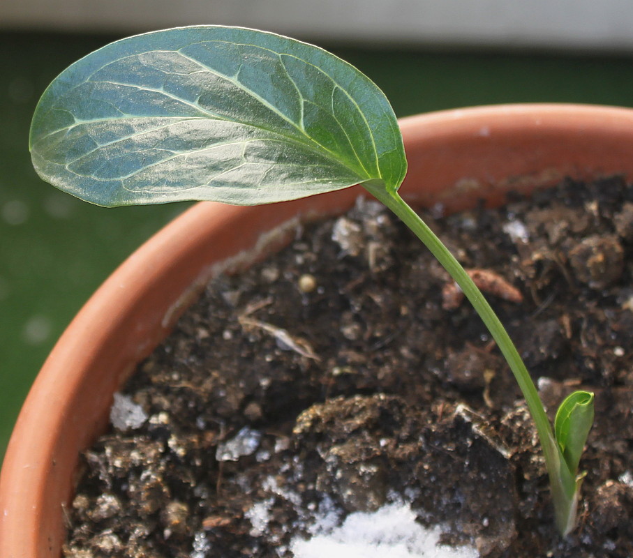 Изображение особи Arum maculatum.