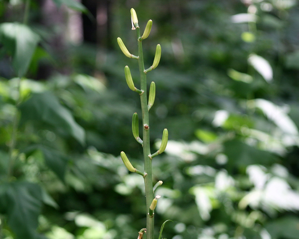 Image of Cardiocrinum cordatum specimen.