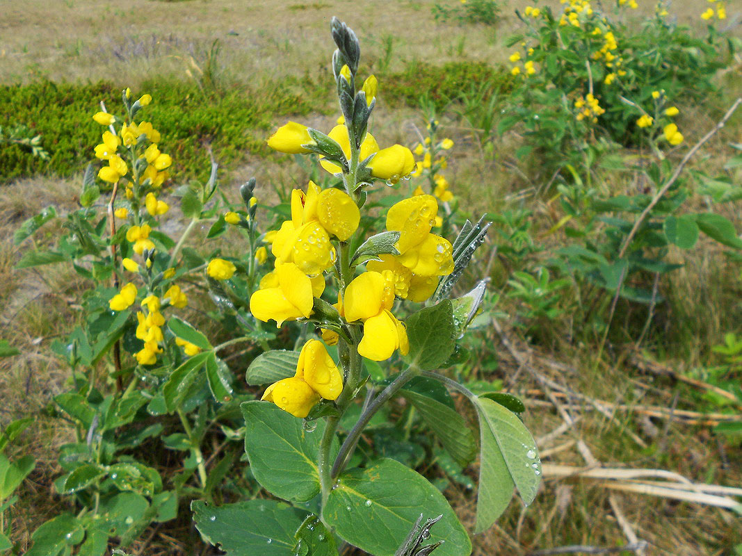 Изображение особи Thermopsis lupinoides.