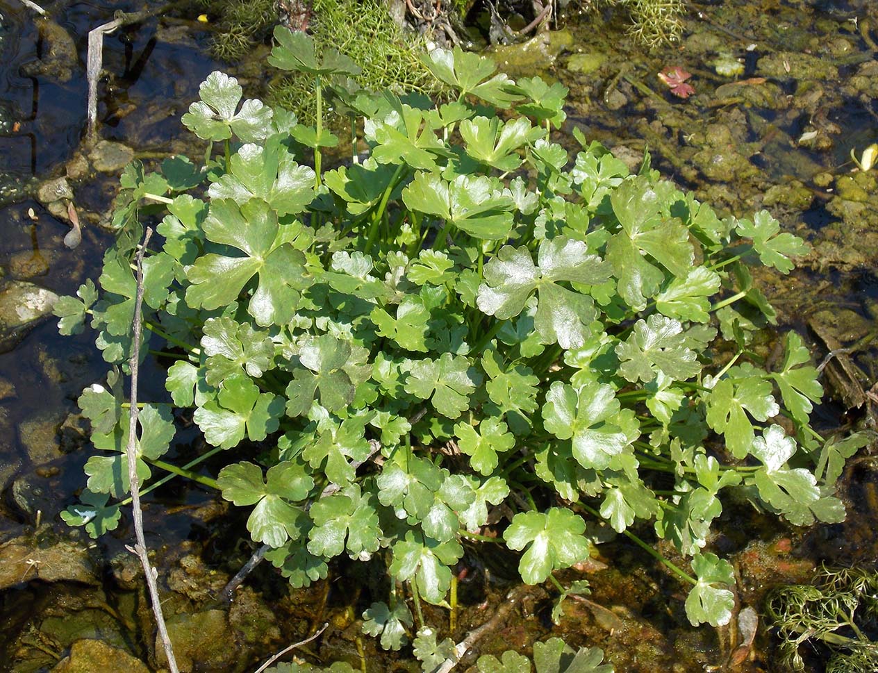 Изображение особи Ranunculus sceleratus.