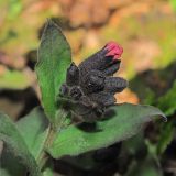 Pulmonaria obscura