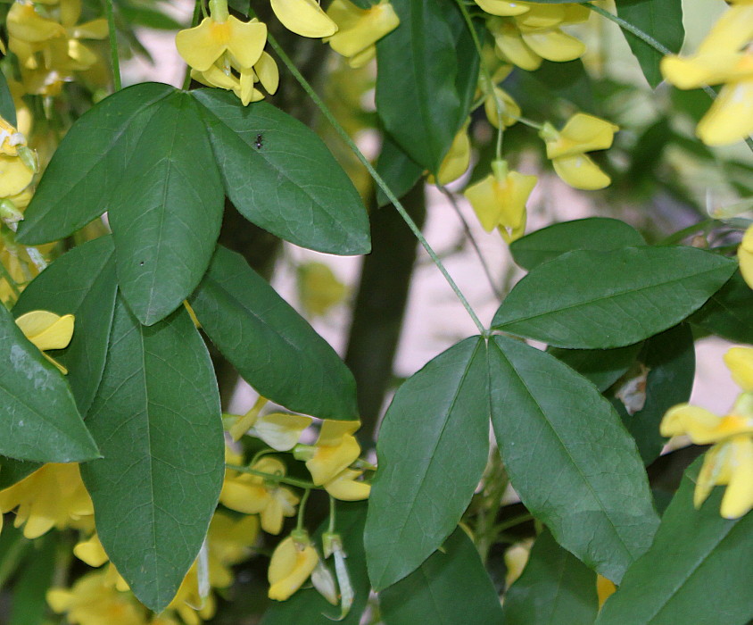 Image of Laburnum anagyroides specimen.