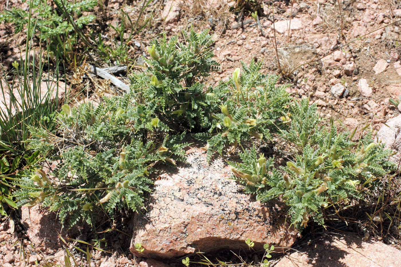 Image of Astragalus lasiosemius specimen.