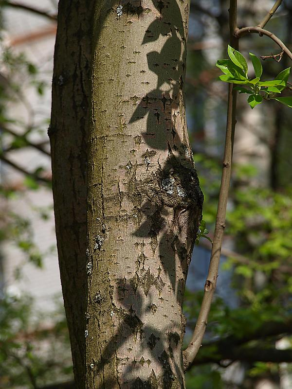 Image of Salix caprea specimen.