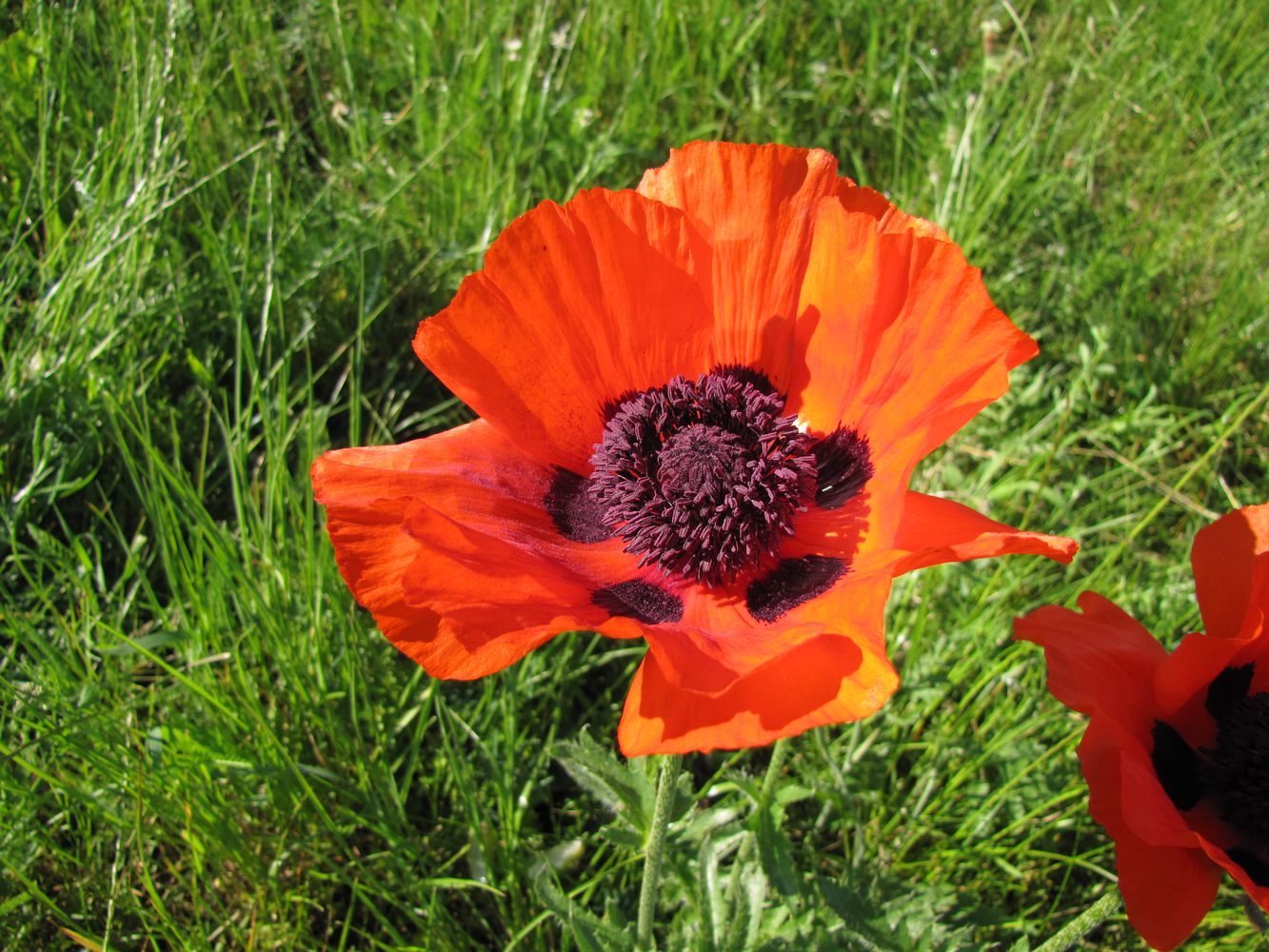 Image of Papaver setiferum specimen.