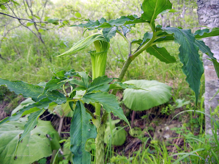 Image of Arisaema japonicum specimen.