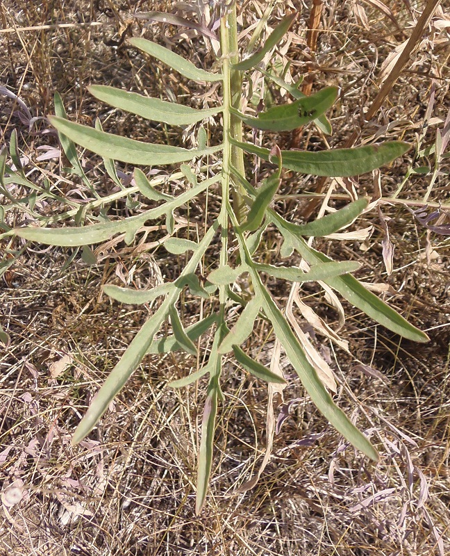 Изображение особи Centaurea adpressa.