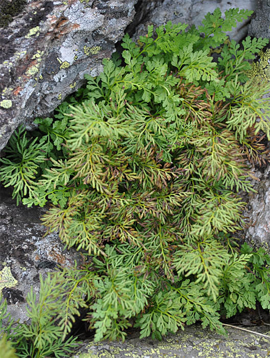 Image of Cryptogramma crispa specimen.