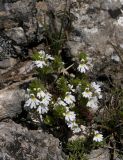 Euphrasia petiolaris