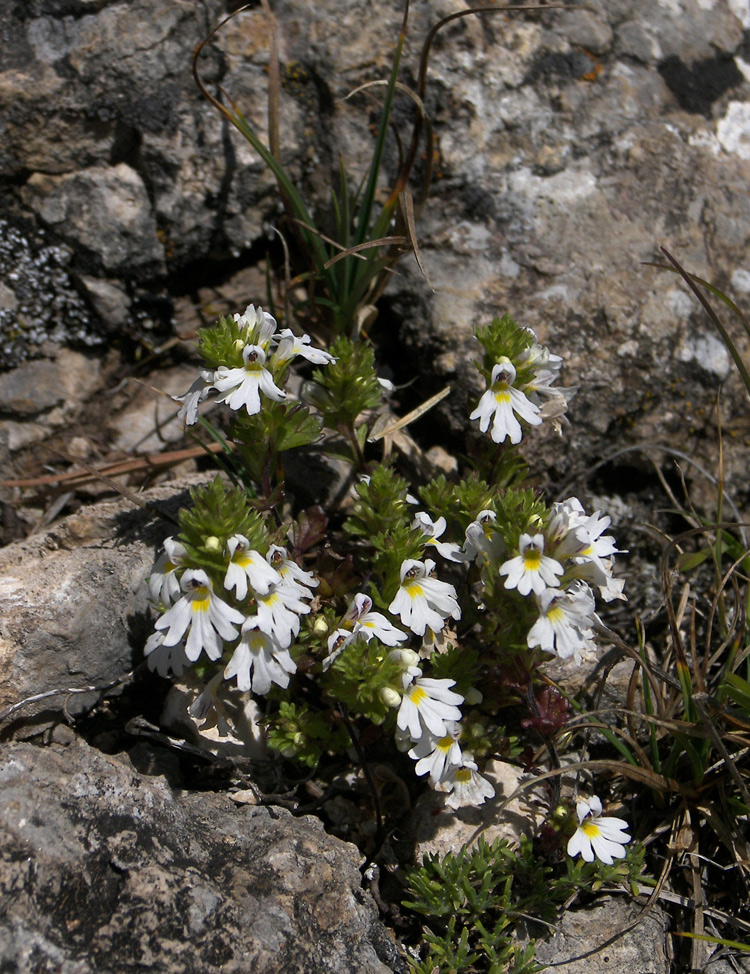 Image of Euphrasia petiolaris specimen.