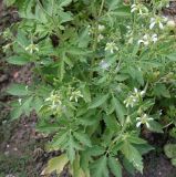 Nasa triphylla. Цветущее растение (Loasa vulcanica André). Германия, г. Krefeld, Ботанический сад. 11.08.2013.