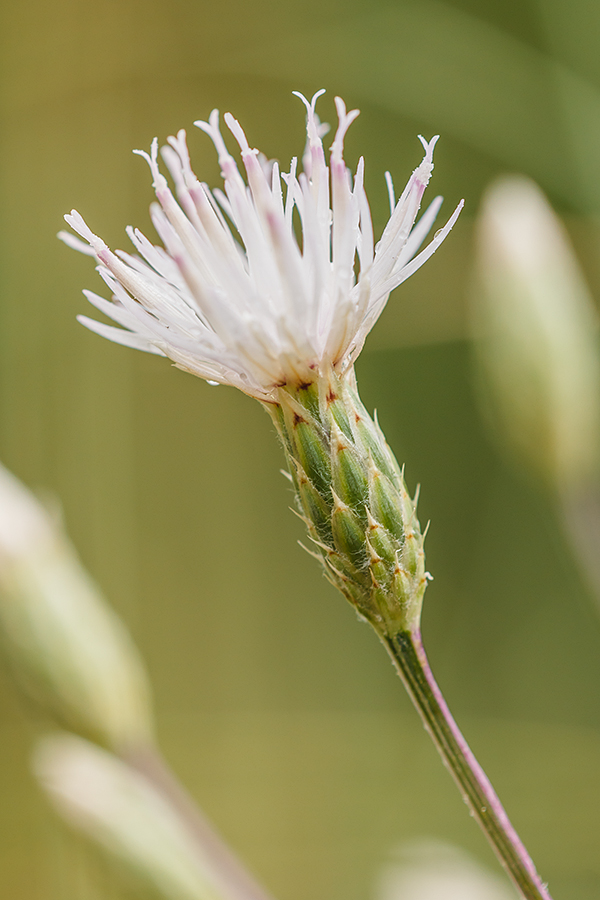 Изображение особи Klasea erucifolia.