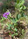 Lathyrus japonicus подвид pubescens. Цветущее растение. Карелия, Лоухский р-н, окр. пос. Чкаловский, берег Белого моря. 16.06.2013.