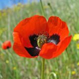 Papaver stevenianum