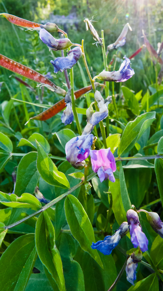 Изображение особи Lathyrus vernus.