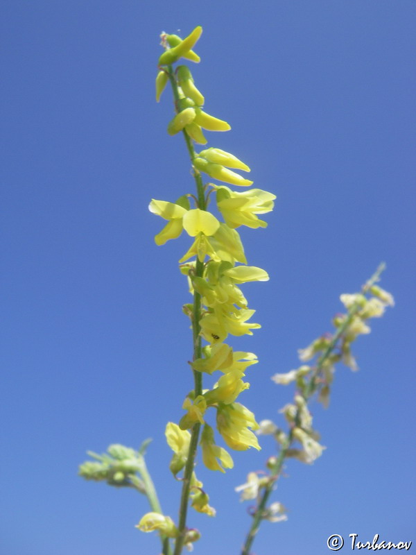 Изображение особи Melilotus officinalis.