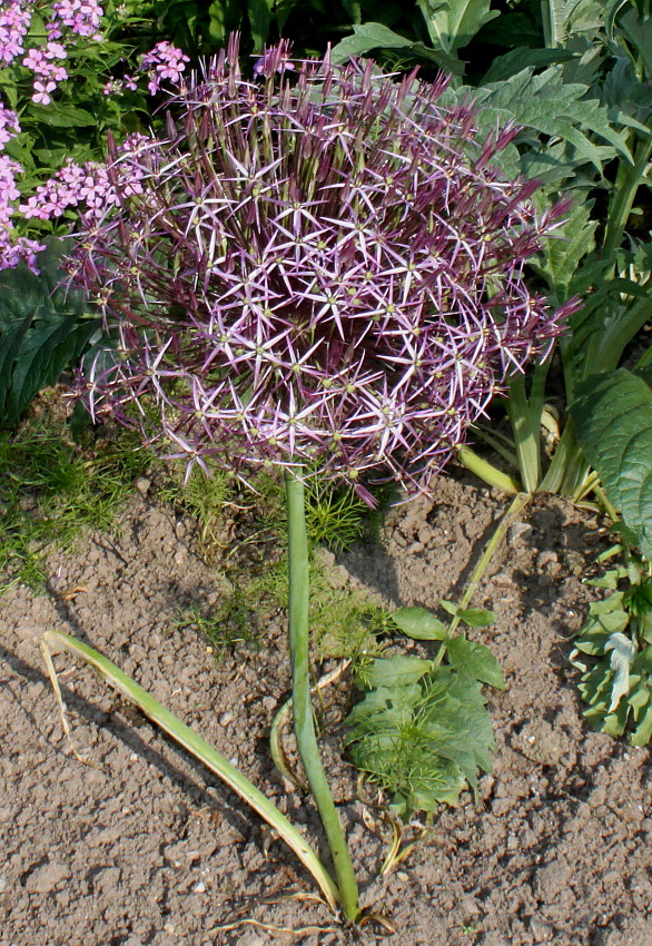 Изображение особи Allium cristophii.