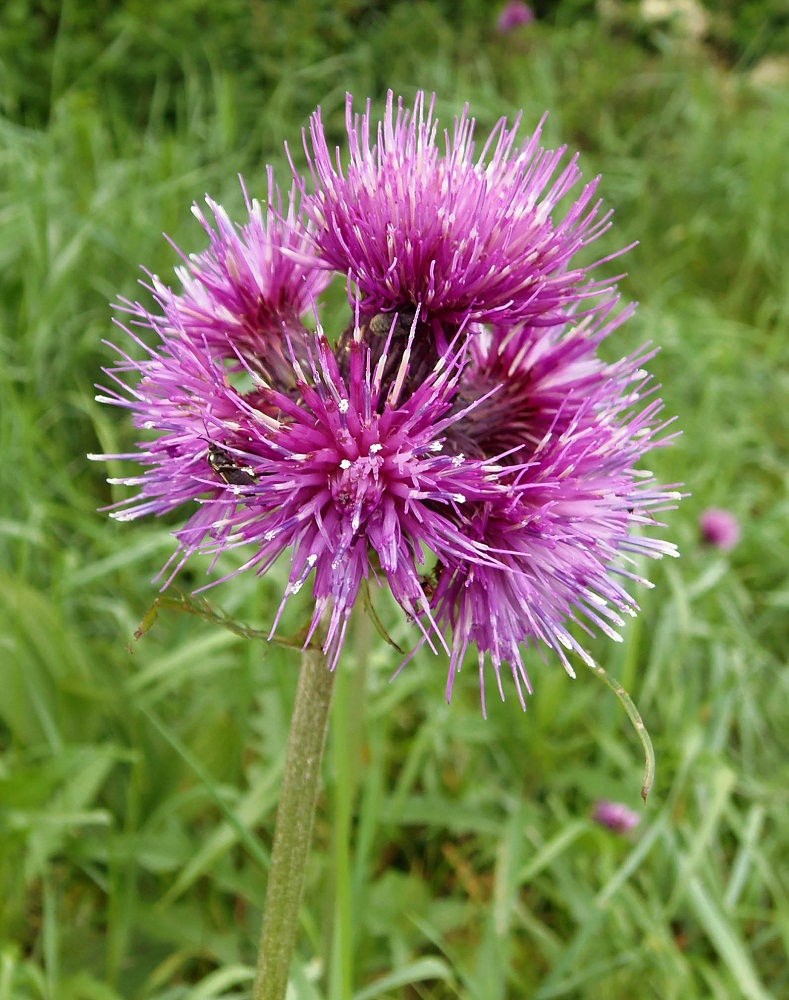 Image of Cirsium rivulare specimen.