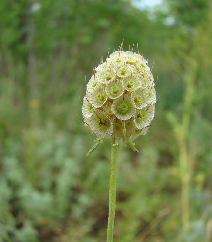 Image of Scabiosa ochroleuca specimen.