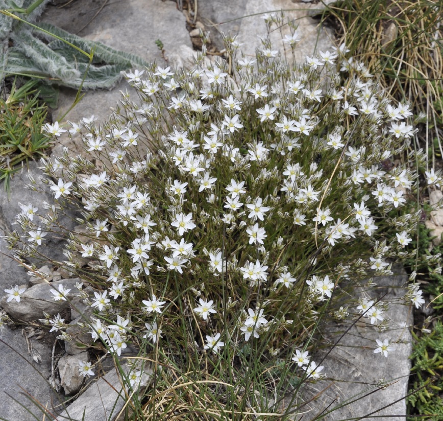 Image of Minuartia setacea ssp. olympica specimen.