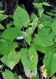 Salvia glutinosa. Цветущее растение. Карачаево-Черкесия, окр. г. Теберда, смешанный лес. 28.07.2014.